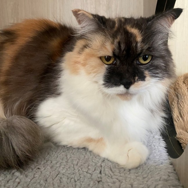 Photo of C1402 Letty