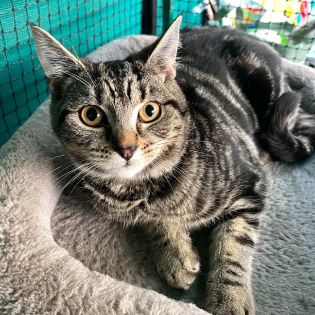 Photo of Miray**2nd Chance Cat Rescue**