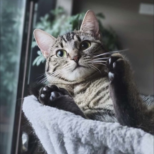 Photo of Cleo   In Foster In Melbourne