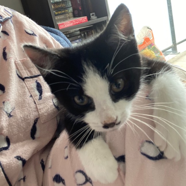 Photo of Logan **2nd Chance Cat Rescue**