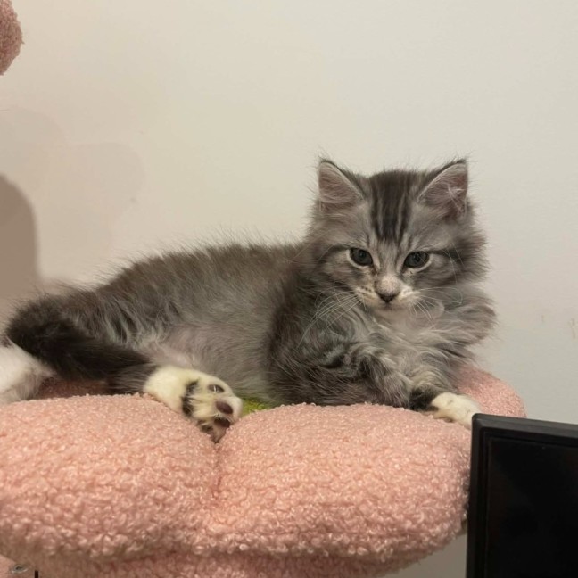 Photo of King Fluffernutter 