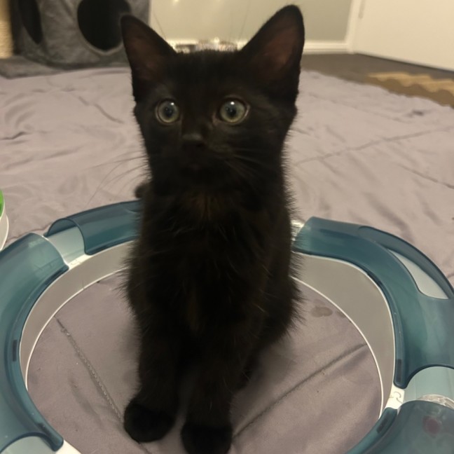 Photo of Nightfury And Horizon 