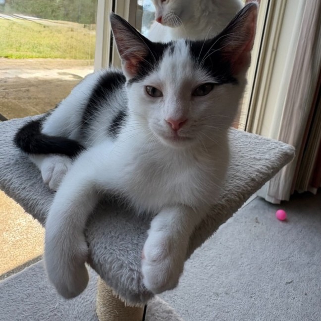 Photo of Leo   Reduced Adoption Fee