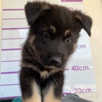 Photo of D1039 Benji