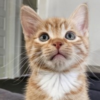 Photo of Percy Meet Me@Petstock Carrum Downs Store