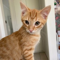 Photo of Felix