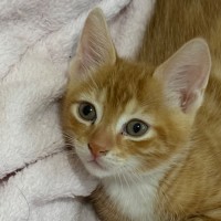 Photo of Simba 🐈🧡