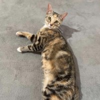 Photo of Trixie
