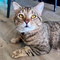 Photo of Loki