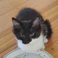 Photo of Bleu