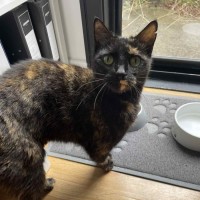 Photo of Ruby   In Foster Care In Bentleigh East