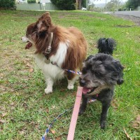 Photo of Bramble