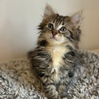 Photo of Tilly