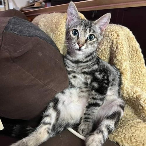 Aura - Domestic Short Hair Cat