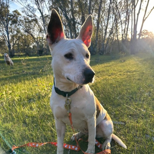 Quilla - Staffordshire Bull Terrier Dog