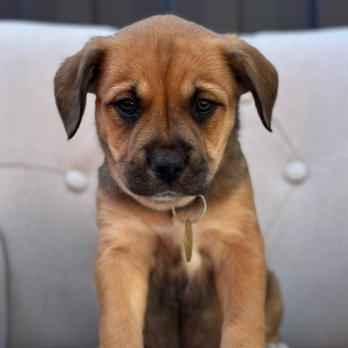 Langgam - American Bulldog x Australian Kelpie Dog