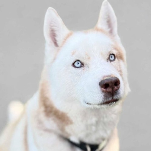 Skipper - Siberian Husky Dog