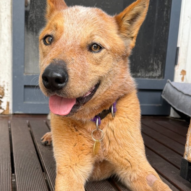 Photo of Jibble
