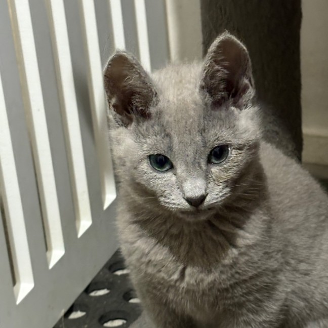 Photo of Dallas 🐶🐾🐶💙