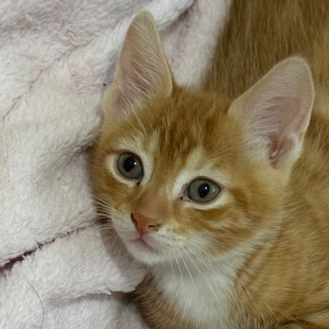Photo of Simba 🐈🧡