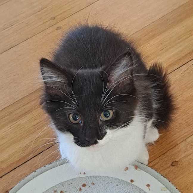 Photo of Bleu