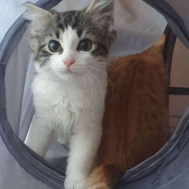 Photo of Maverick