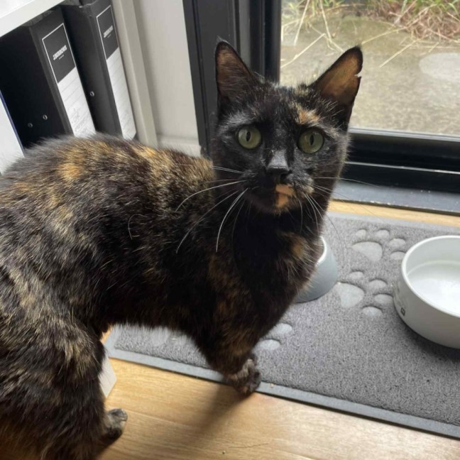 Photo of Ruby   In Foster Care In Bentleigh East