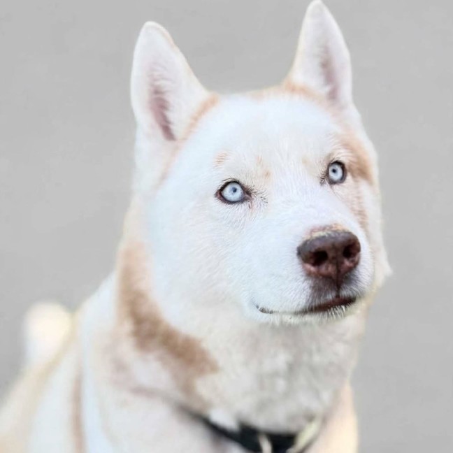 Photo of Skipper