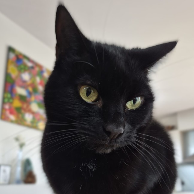 Photo of Bixie