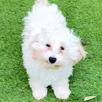 Photo of Harley