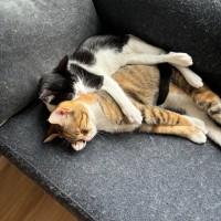 Photo of Evie And Lemme