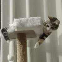 Photo of Molly
