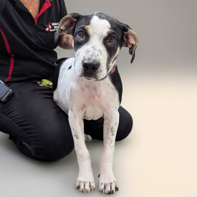 Photo of Gypsy