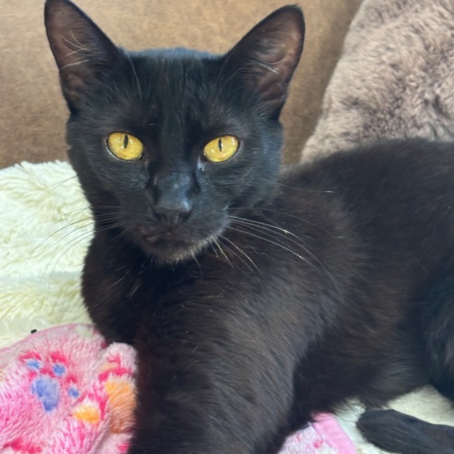 Photo of Olive