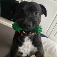 Photo of Buster