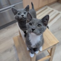 Photo of Rocket & Misty   Located In Glenroy