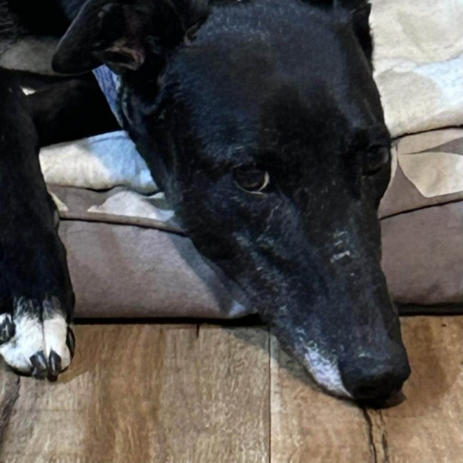 Photo of Jennifer, The Greyhound