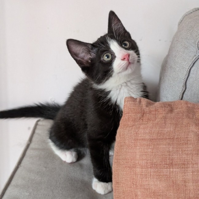 Photo of Spork