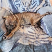 Photo of Dingo