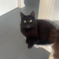 Photo of Finley *9 Lives Project Rescue*