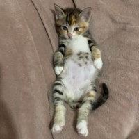 Photo of Chicken