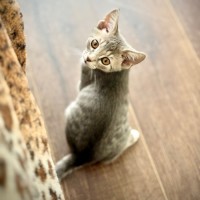 Photo of Aussie