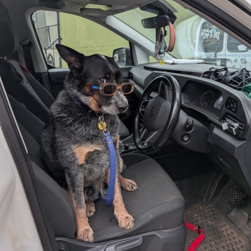 Ziggy - Australian Cattle Dog