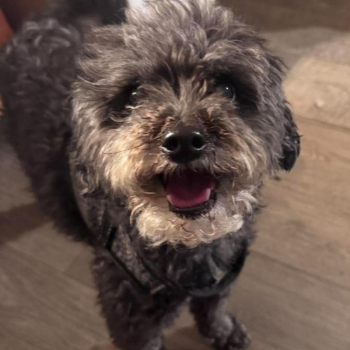 Eevee - Poodle (Toy) x Maltese Dog