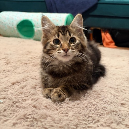 Friday & Woody - Domestic Long Hair (DLH) Cat