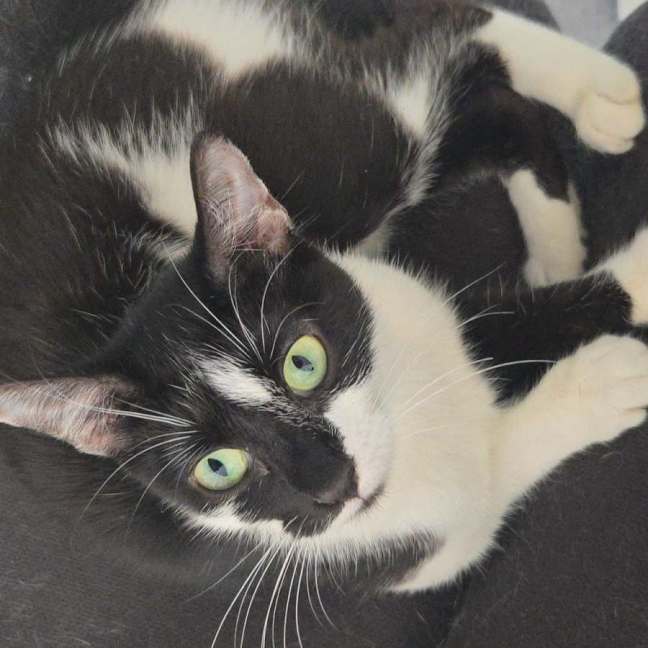 Photo of Blinky
