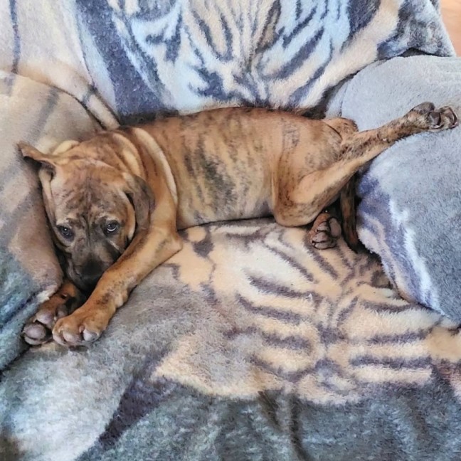 Photo of Dingo