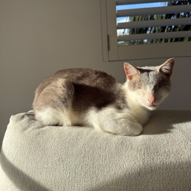 Photo of Jelly Bean