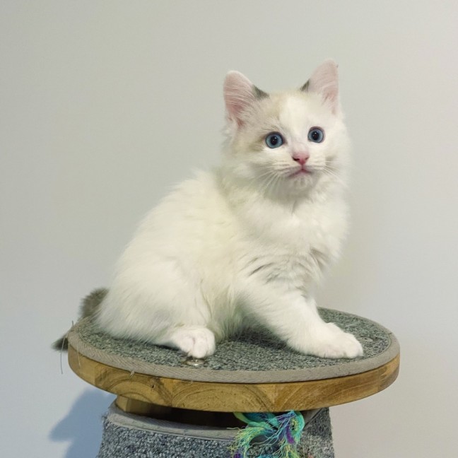 Photo of Hank