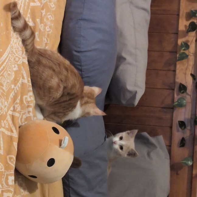 Photo of Mochi & Maple * 9 Lives Project Rescue*